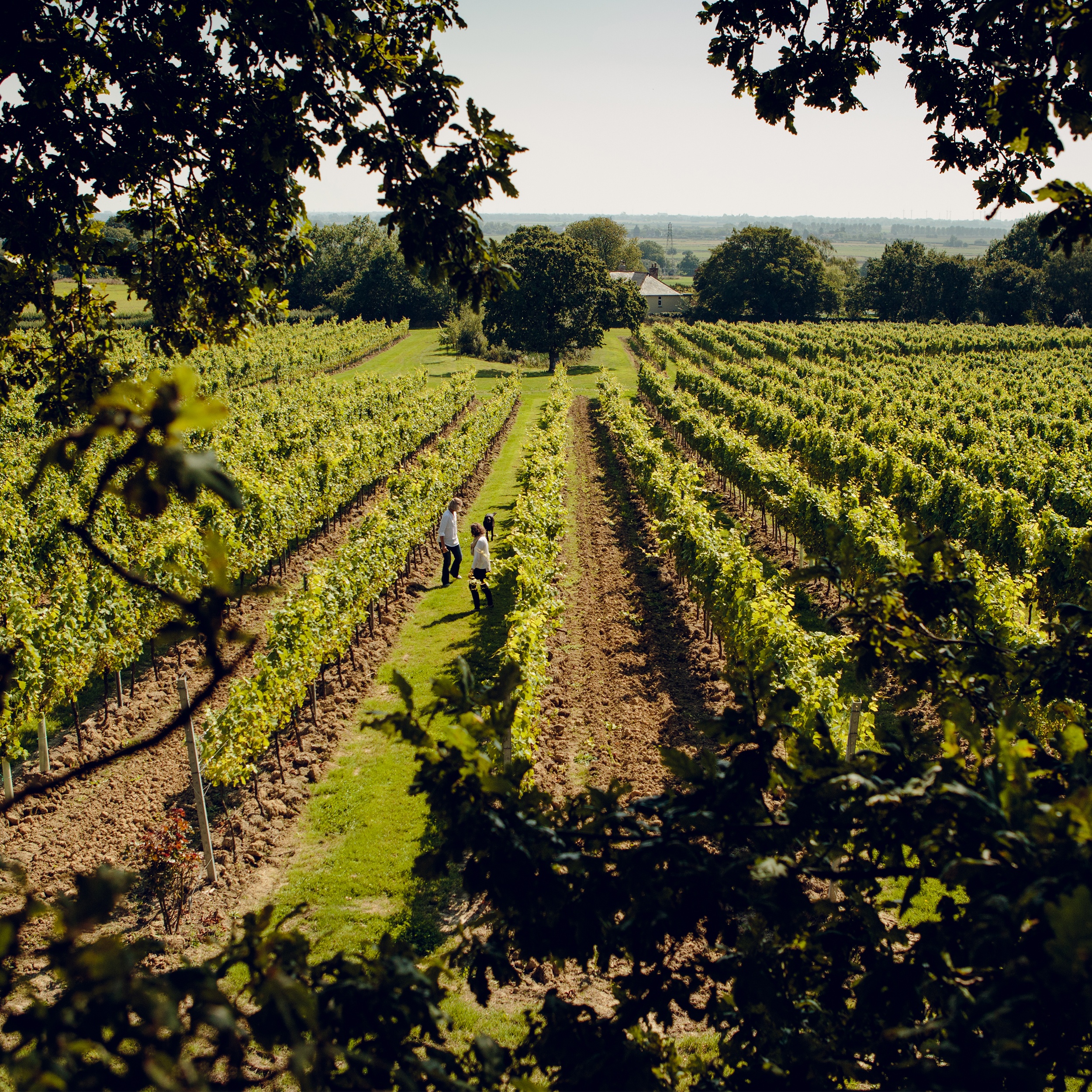 Gusbourne Self Guided TourArtboard 1.jpg