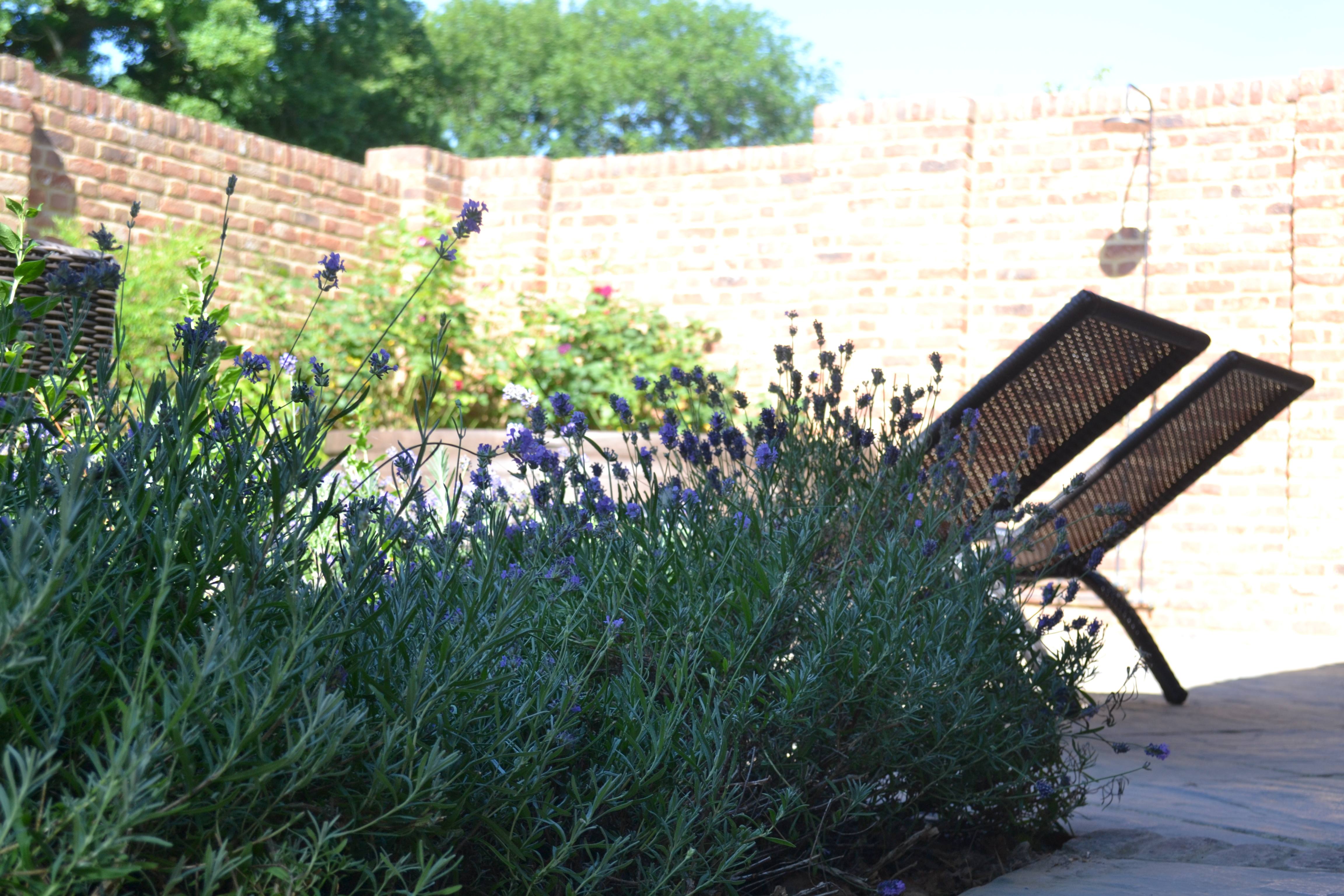 Green Farm Lavender in Walled Garden.JPG
