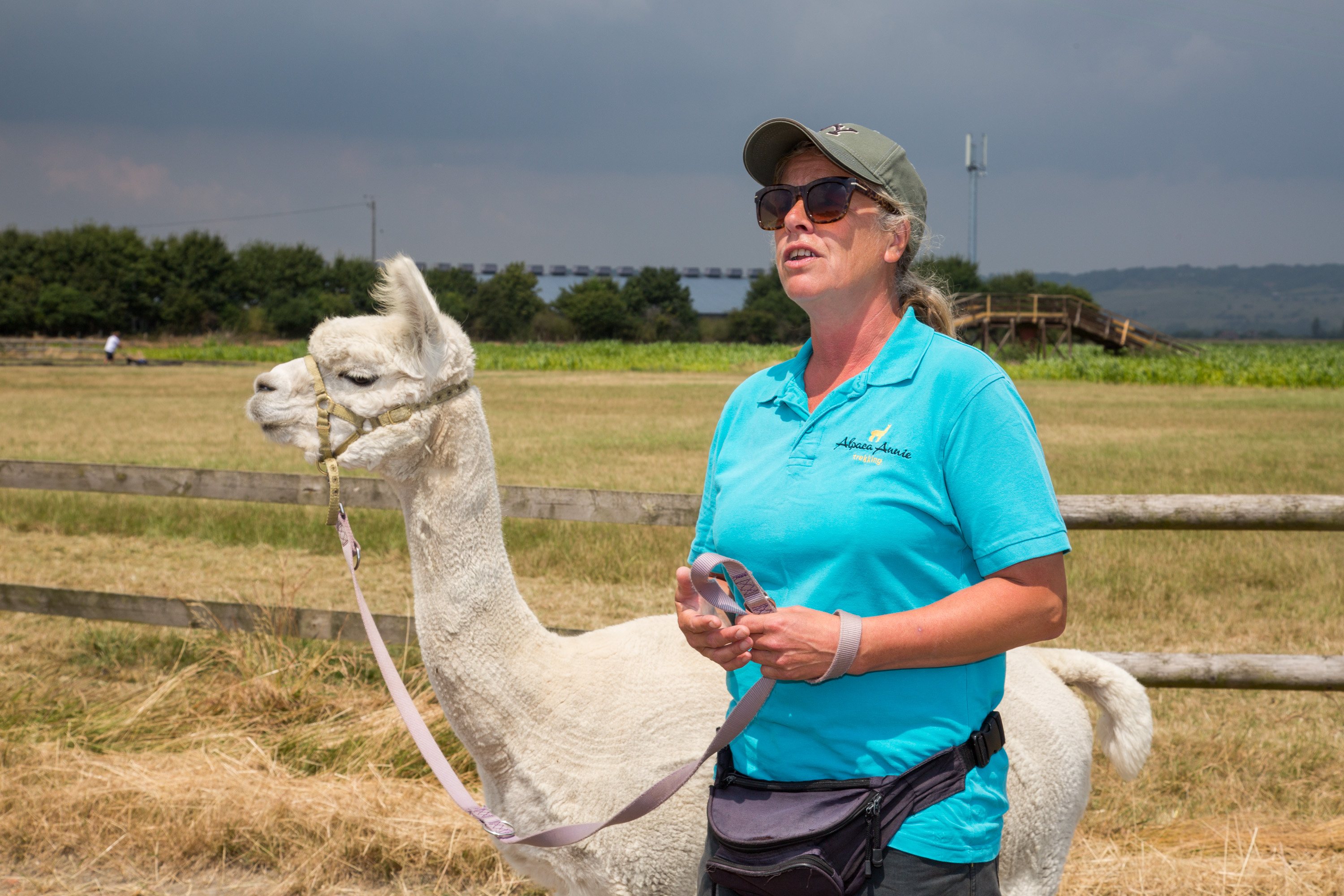 Alpaca Trekking At Haguelands Village 1.jpg