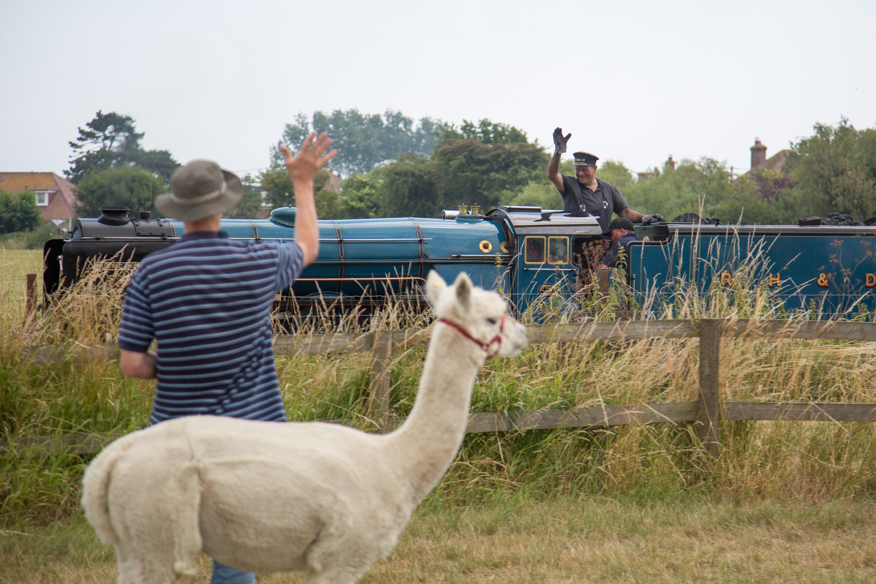 Alpaca Trekking At Haguelands Village 2.jpg
