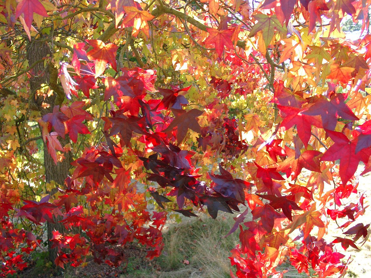 Bedgebury Autumn 08 011.jpg