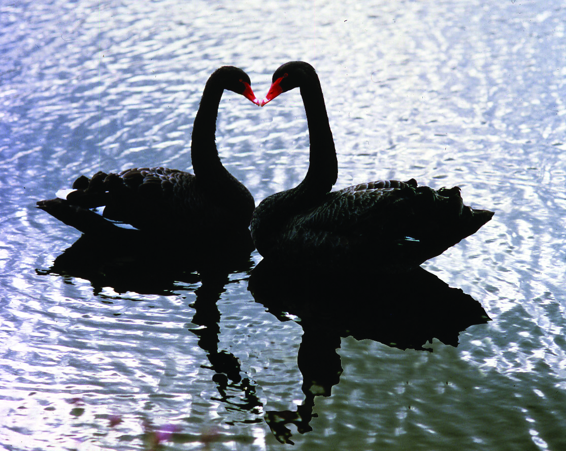 Valentines - Kissing Swans (Photo Credit Leeds Castle).jpg