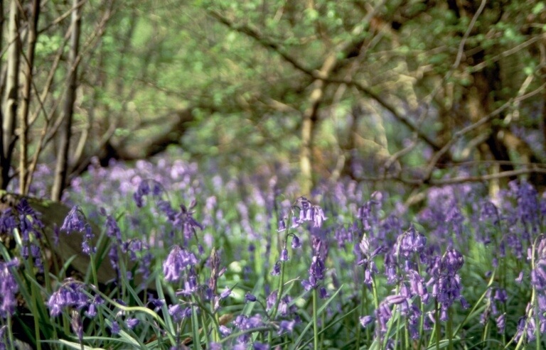 monkery-wood-charing---bluebells.-credit-dan-tuson.jpg