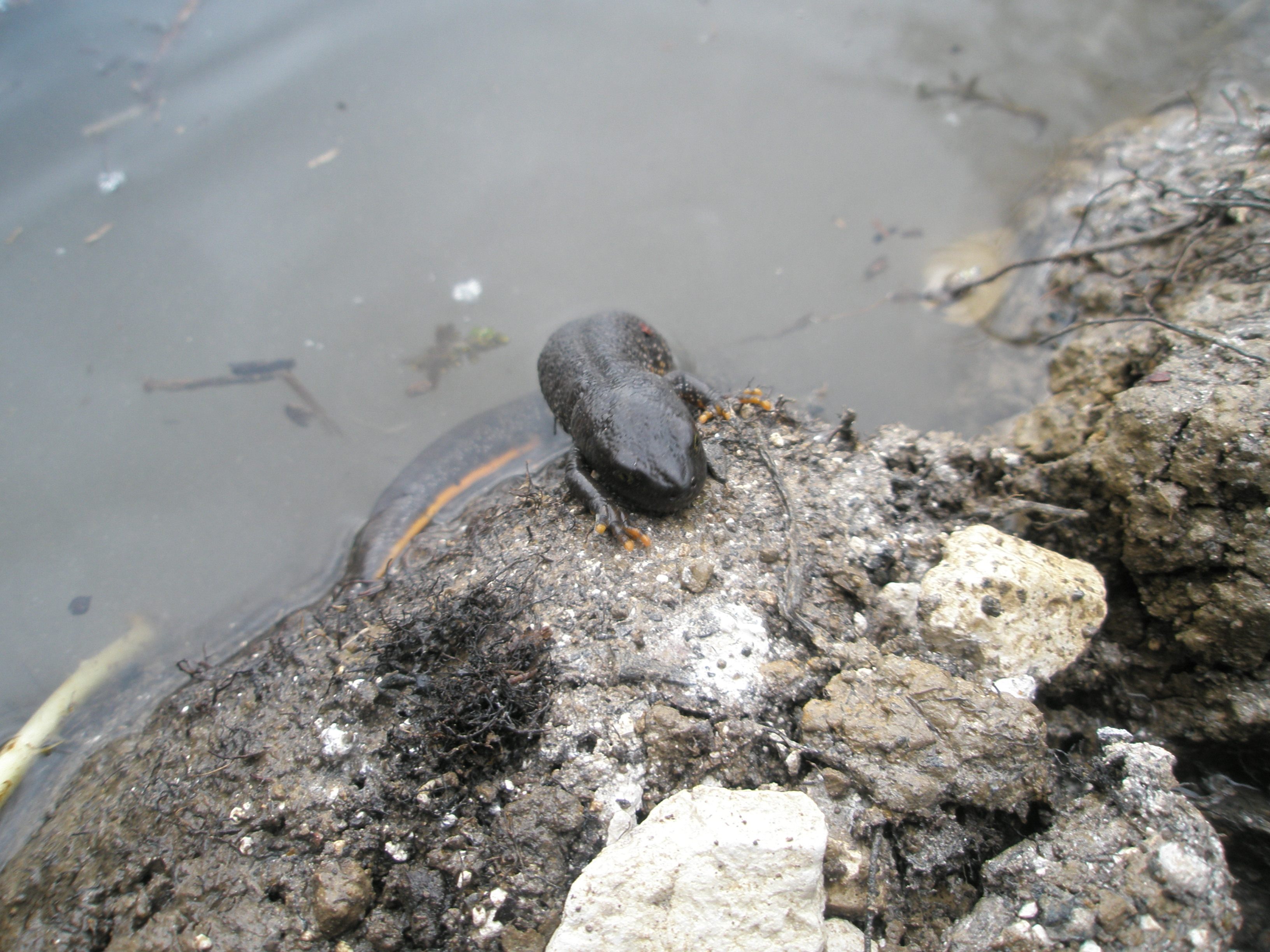 great-crested-newt-emerging-from-pond.jpg