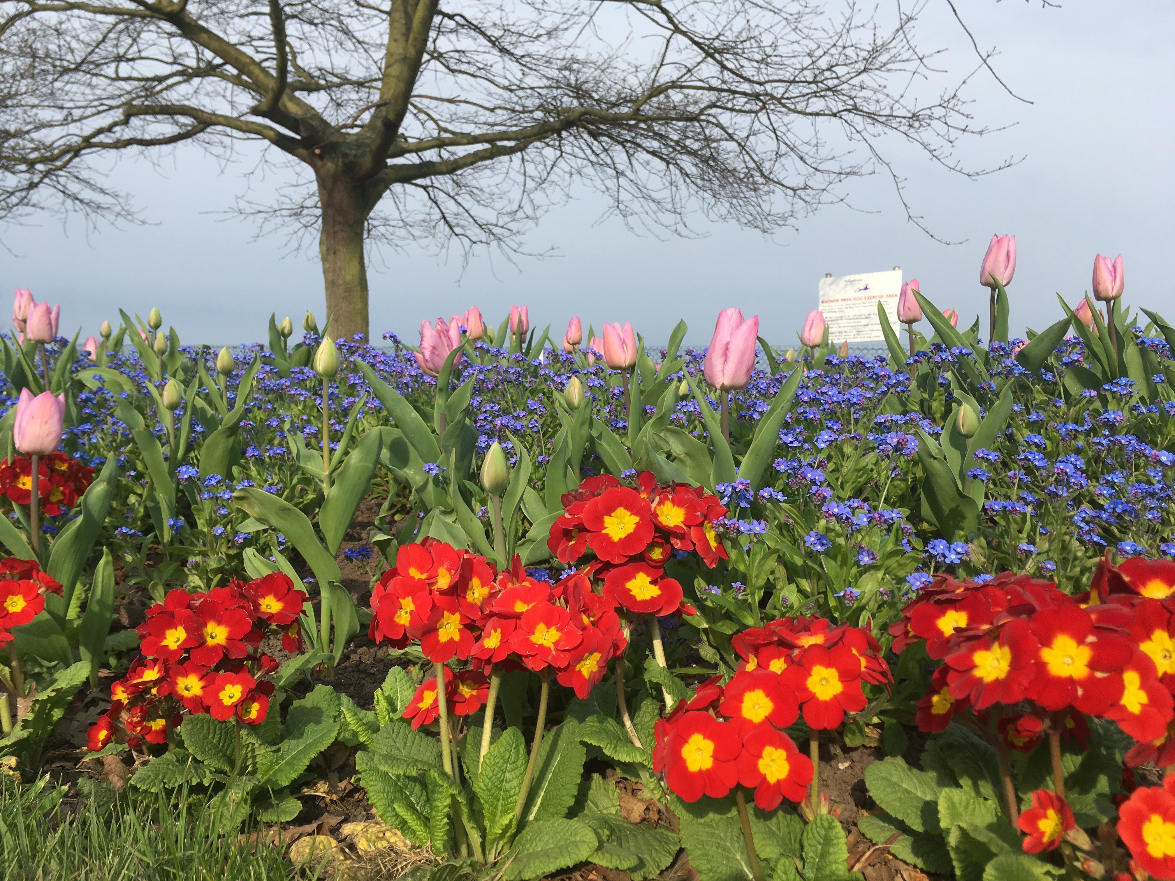 Radnor park flowerbed.jpg