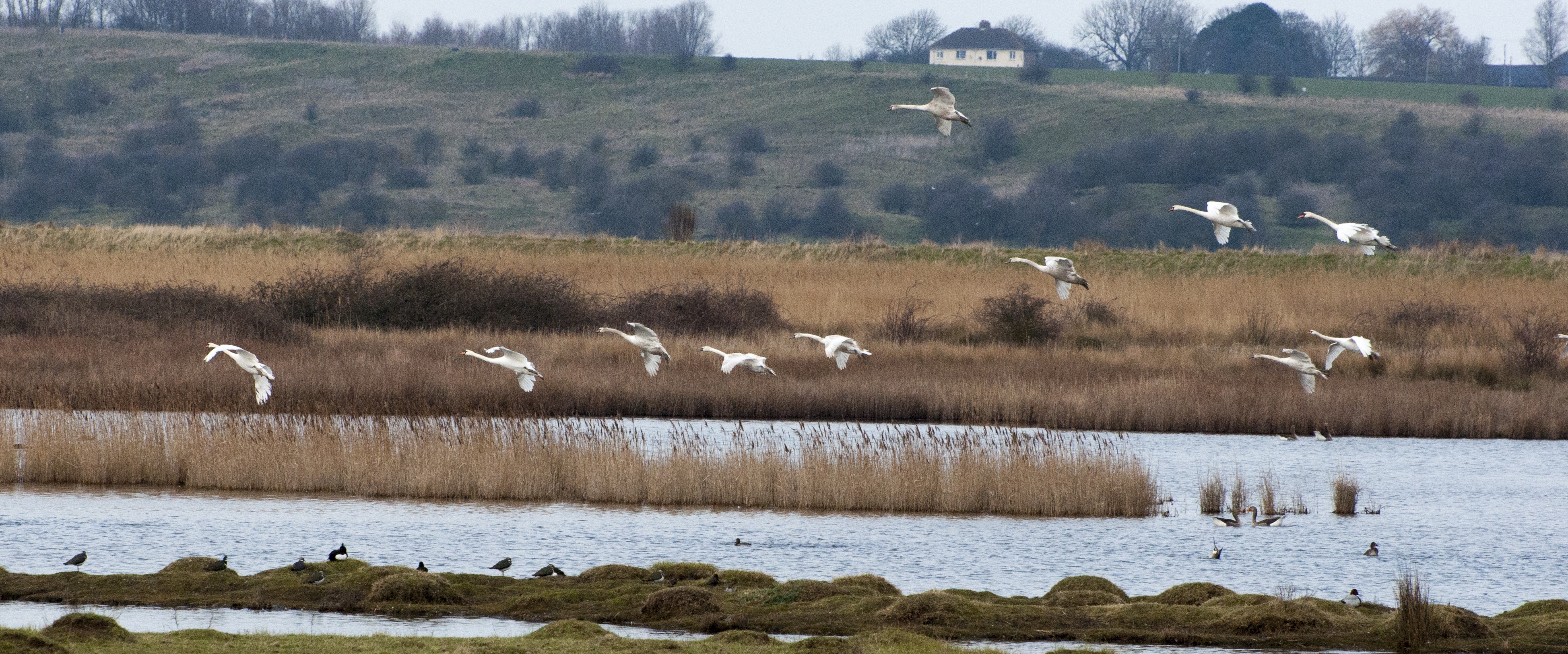 oare-swans-thomas-fishwick.jpg