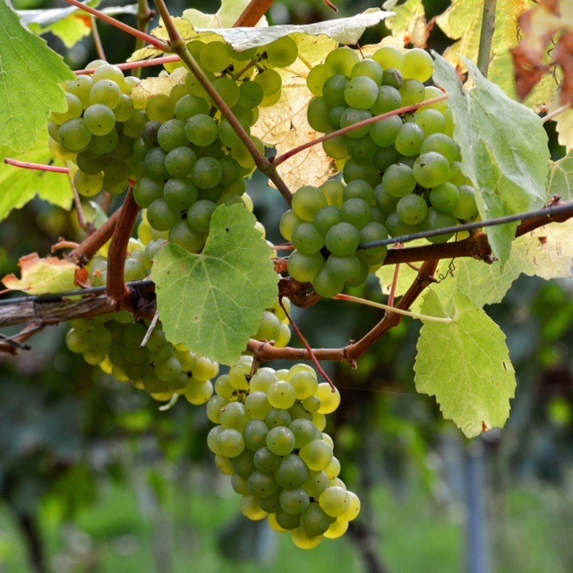 grapes-growing-on-the-vines.jpg