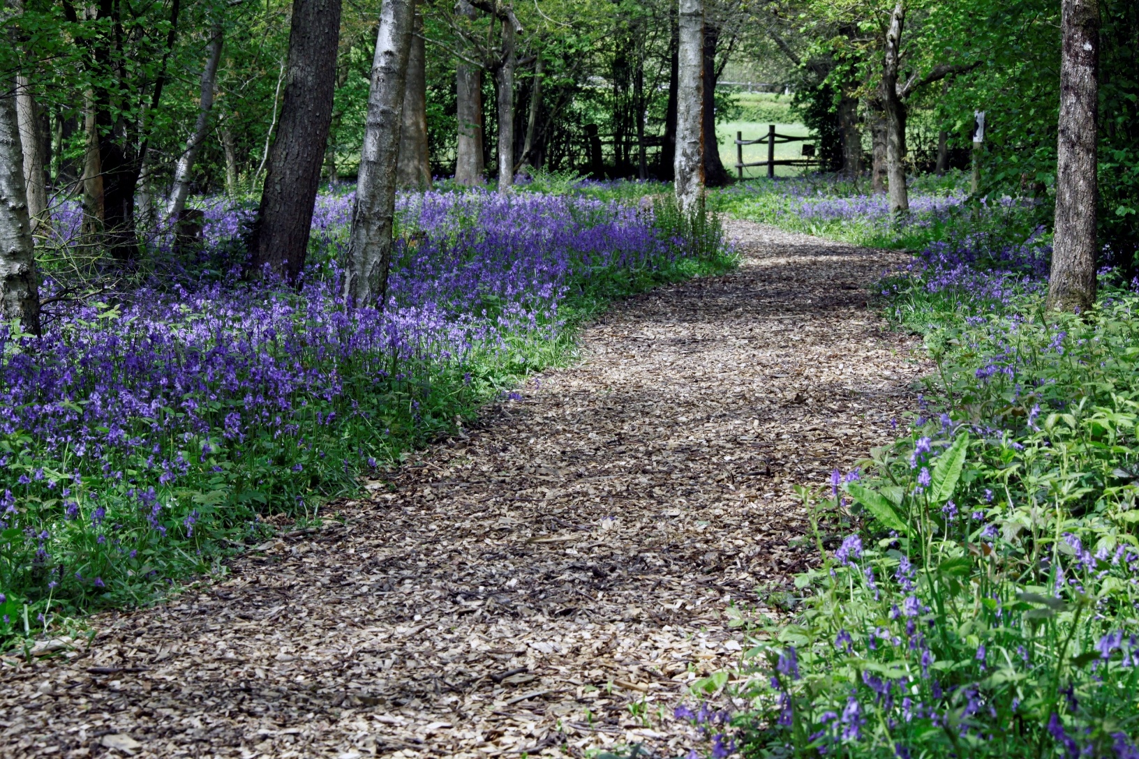 pepenbury-bluebells-resized.jpg