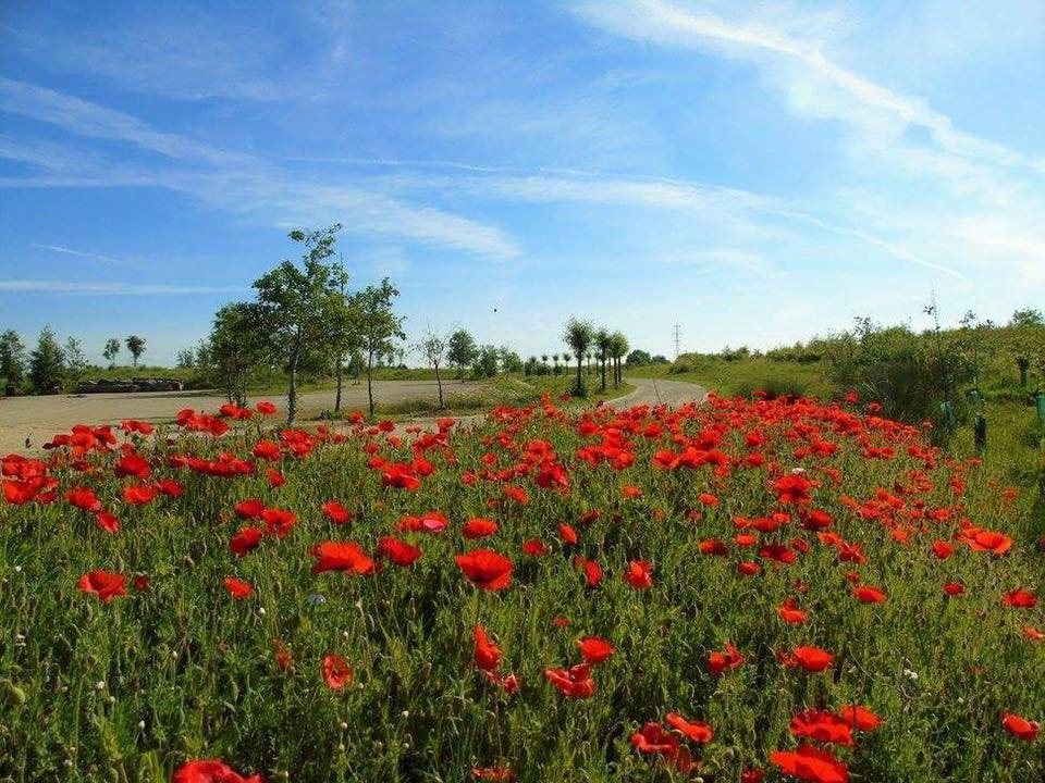 Poppy Image At Milton Creek Country Park Facebook