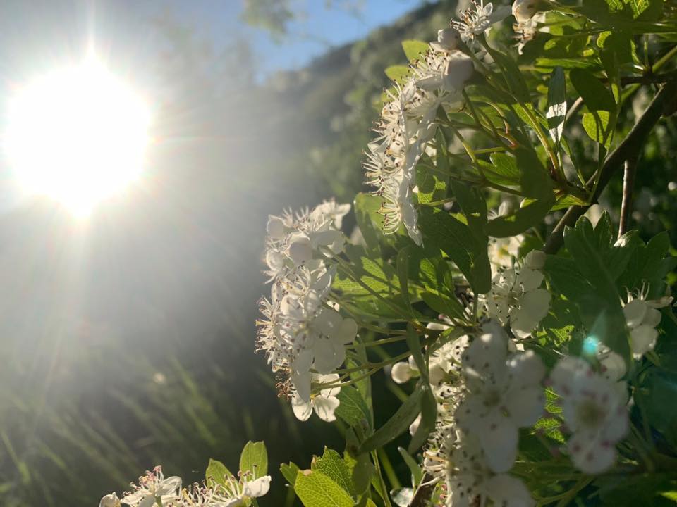 Sun And Blossom At Milton Creek Country Park Facebook
