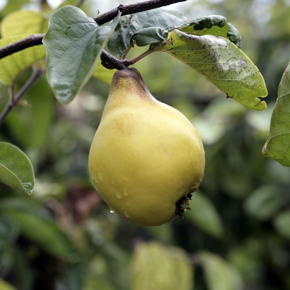 brogdale-collections-pear.jpg