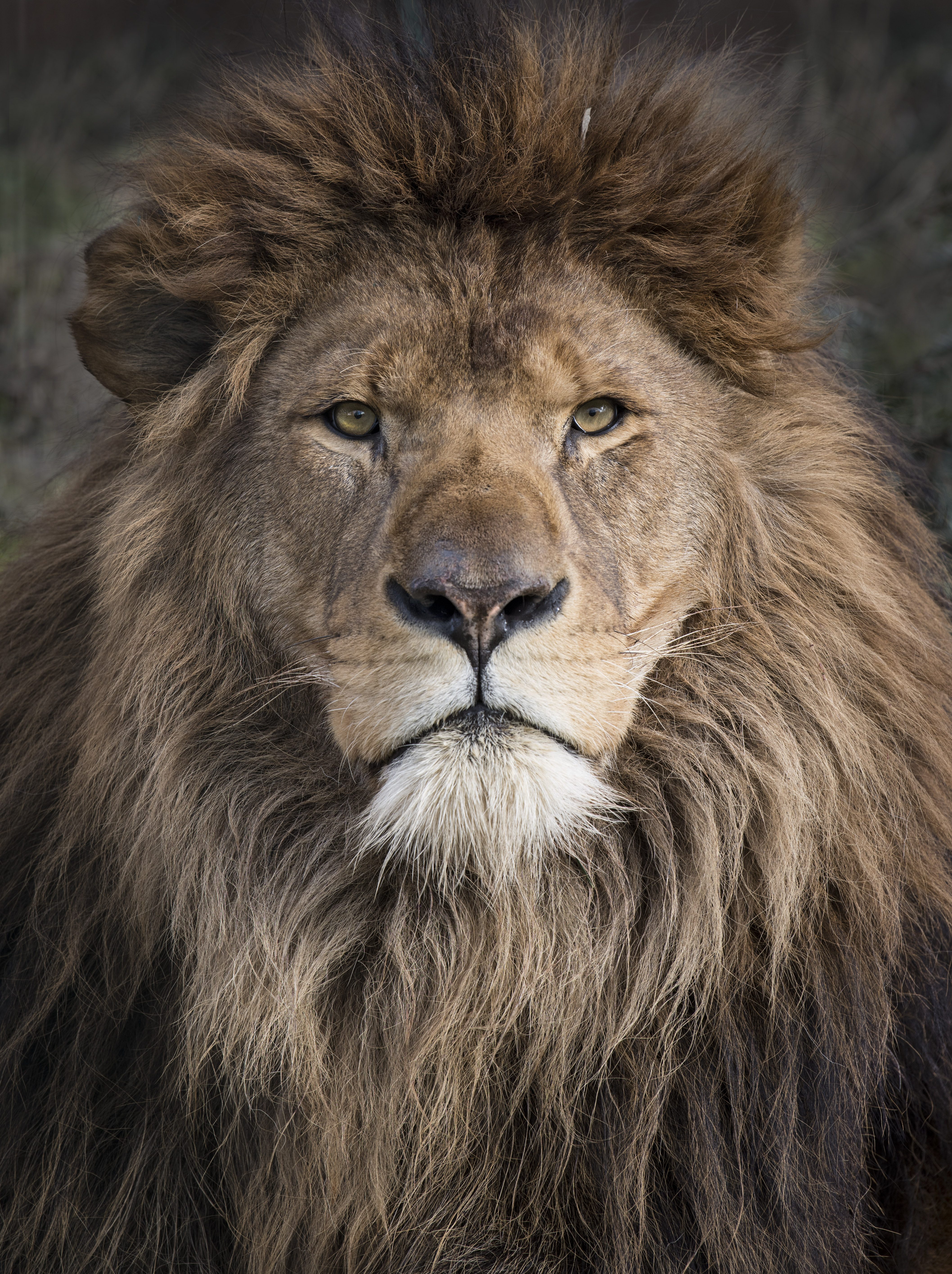 Big Cat Sanctuary Kasanga June19 (C)