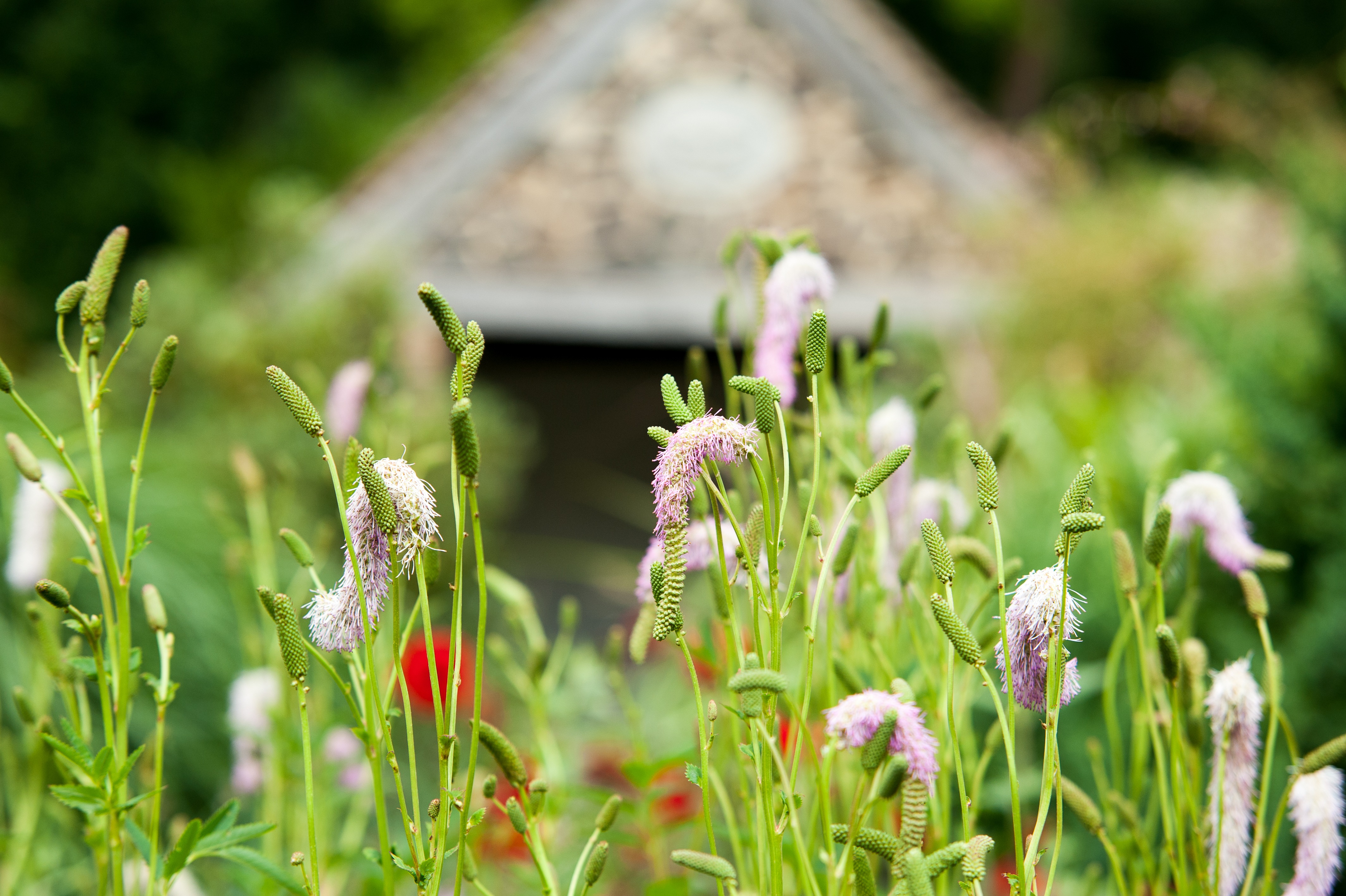 Great Comp Summer Show 16 9
