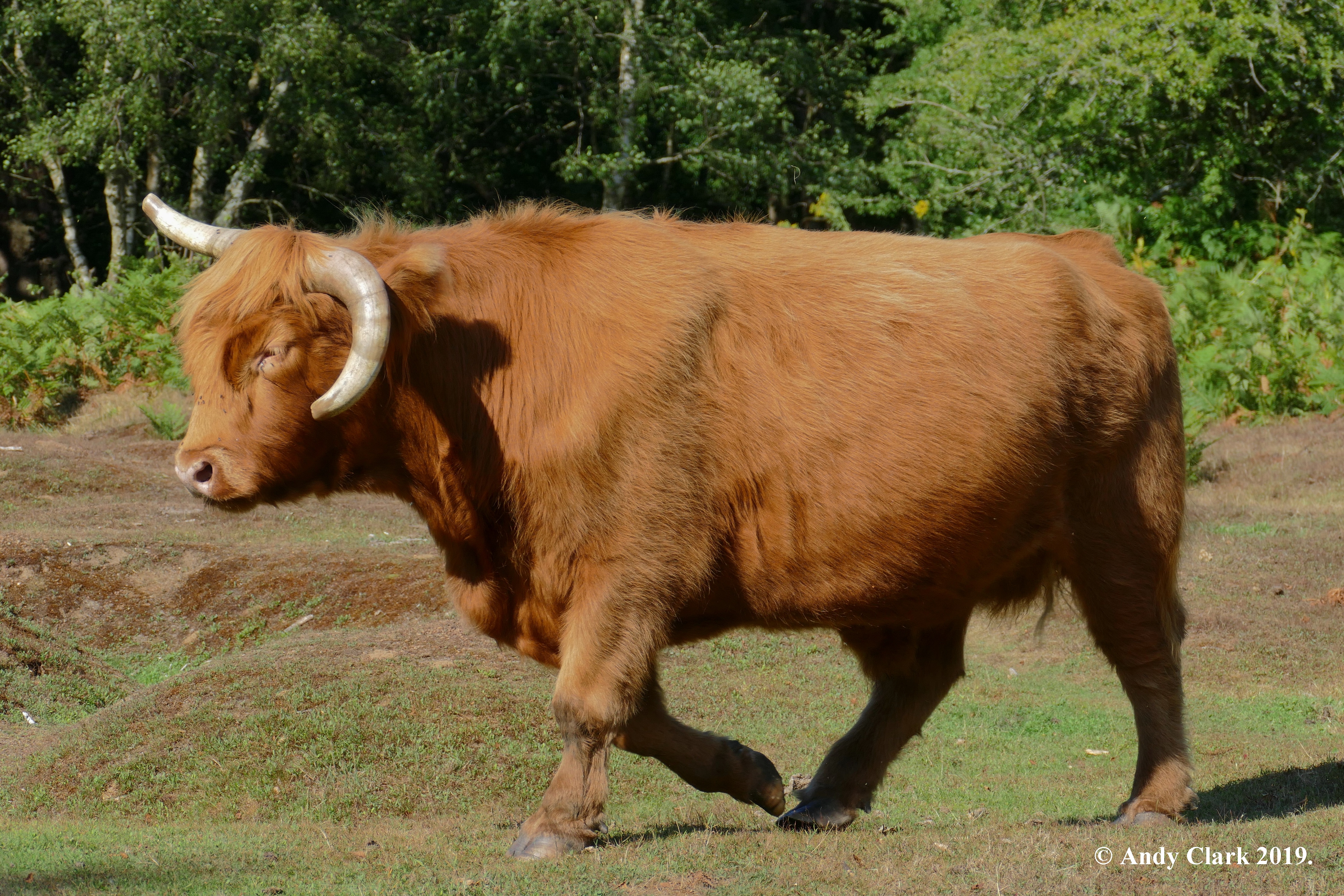 Highland Cattle Credit Andy Clark