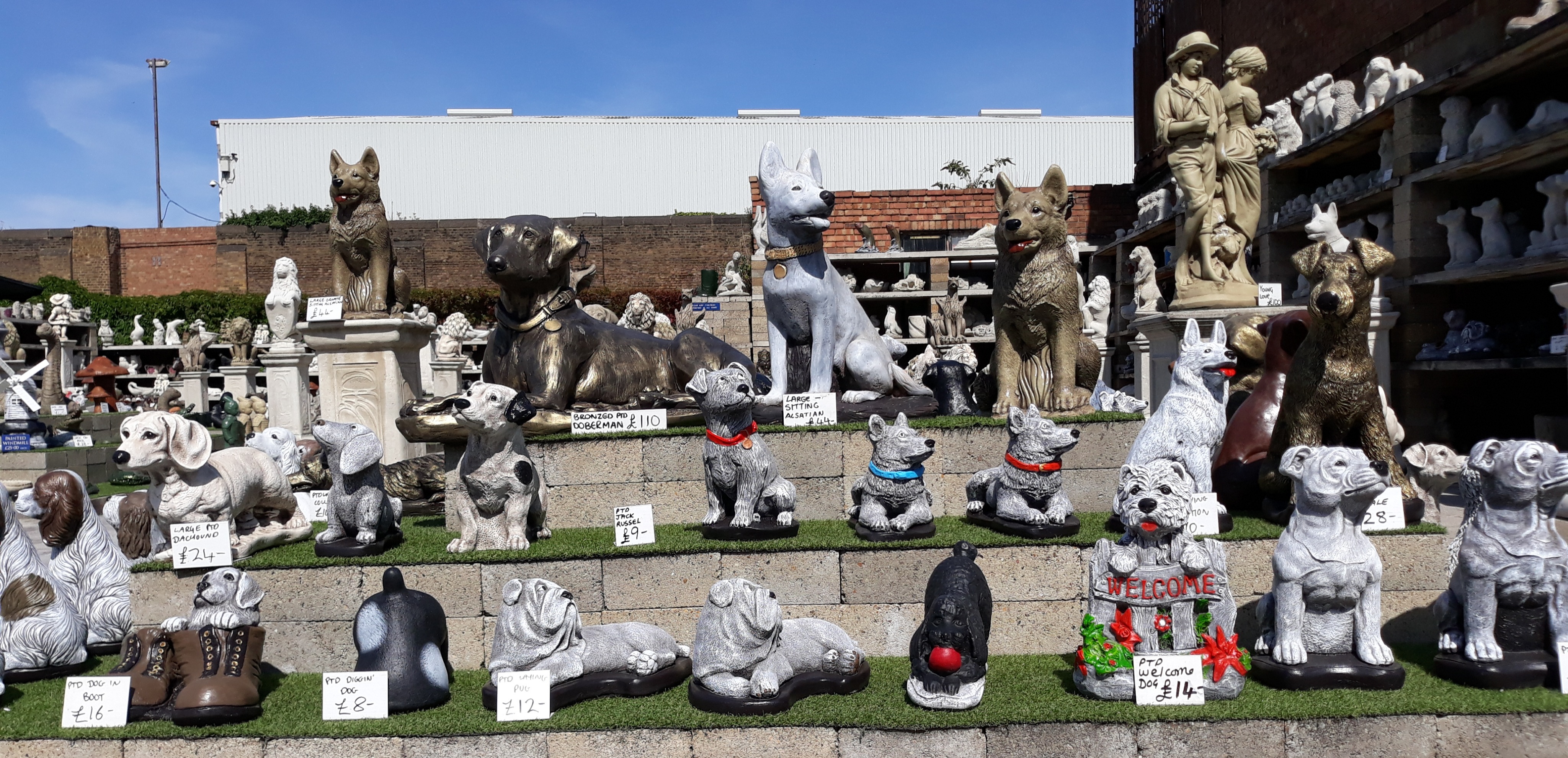 Whelans Dogs Image MG