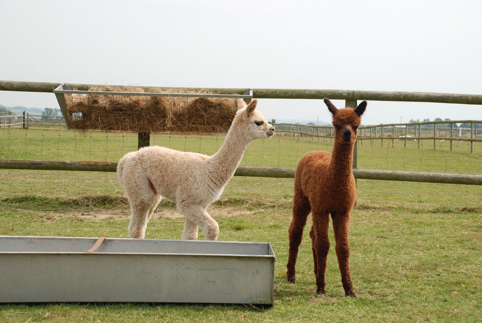 8ba6b477-a9cf-4de5-ac21-96774eb0a3f5-Cria .jpg