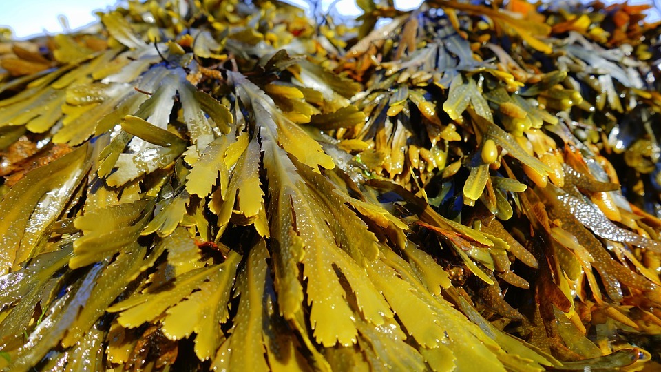 Seaweed