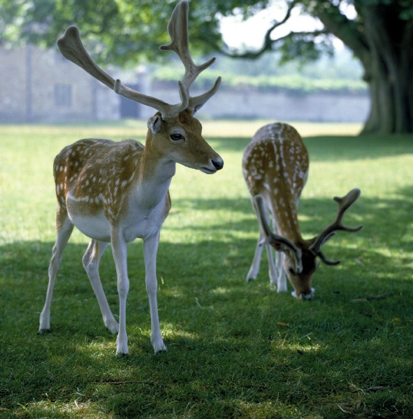 9536-deer-in-knowle-park-sevenoaks-kent.jpg