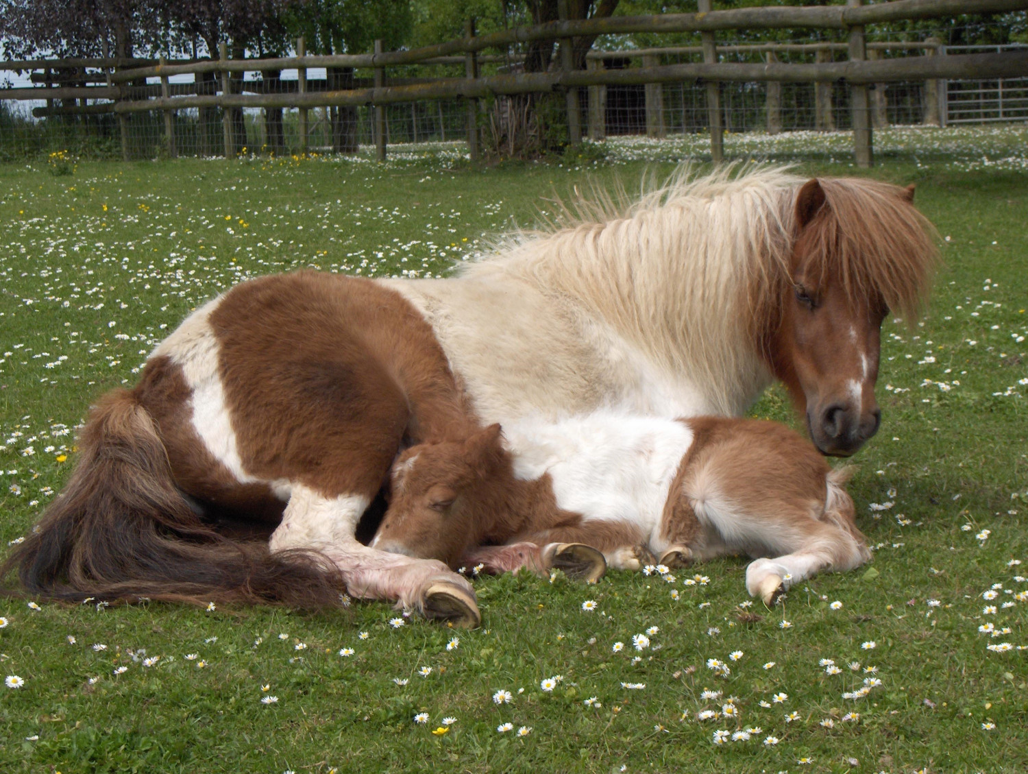 Dove Cottage Horses