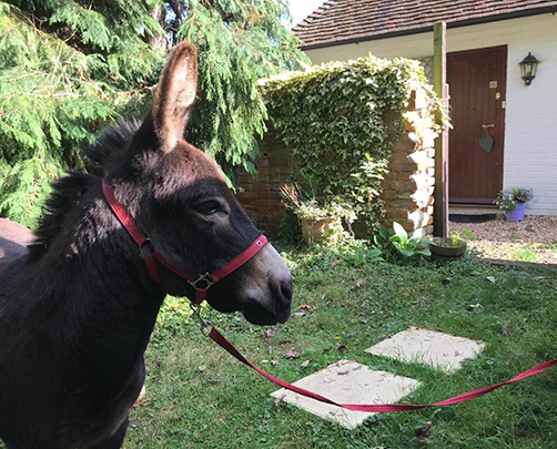 Huckleberry Wood Donkey Lowres