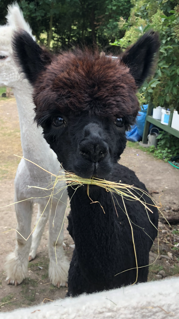 Lower Bush Alpaca Close Up Eating
