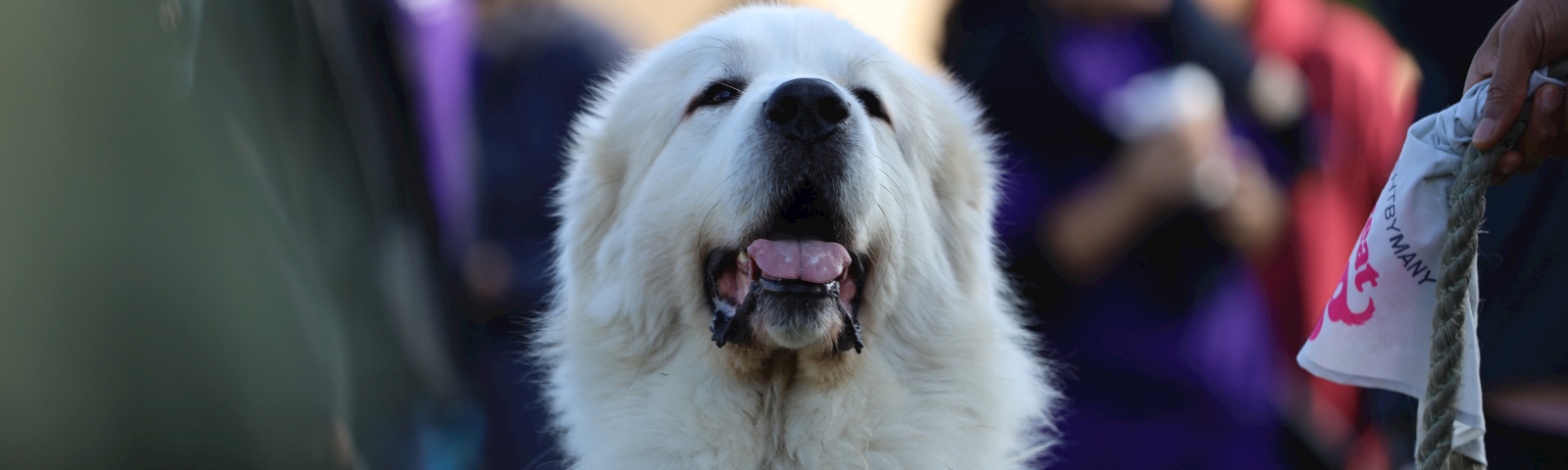 02717f5a-e491-48d6-93bf-c023e4ad3c0a-Visit Kent1600x480.png