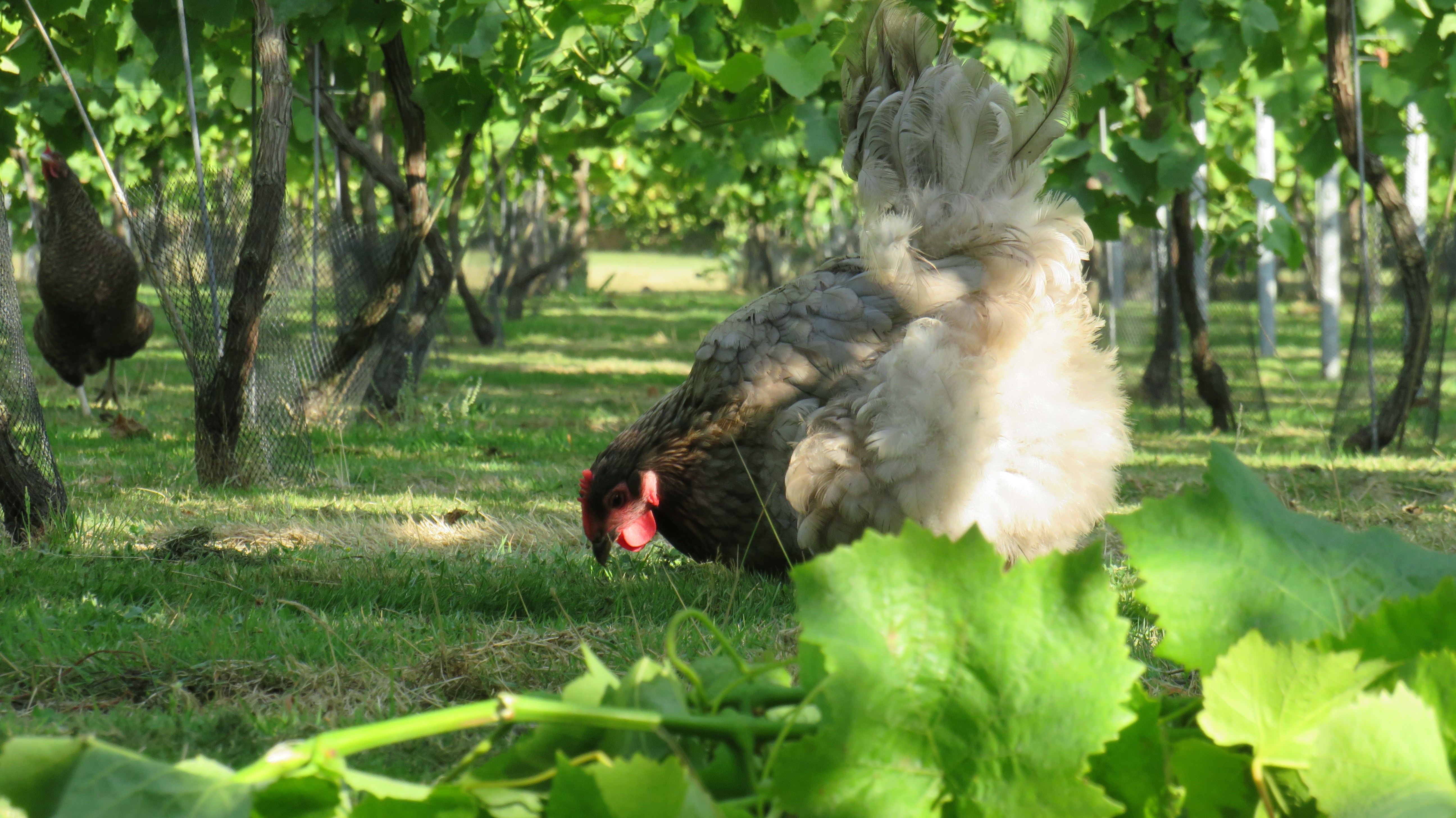 Brabourne Vineyard Jan2021