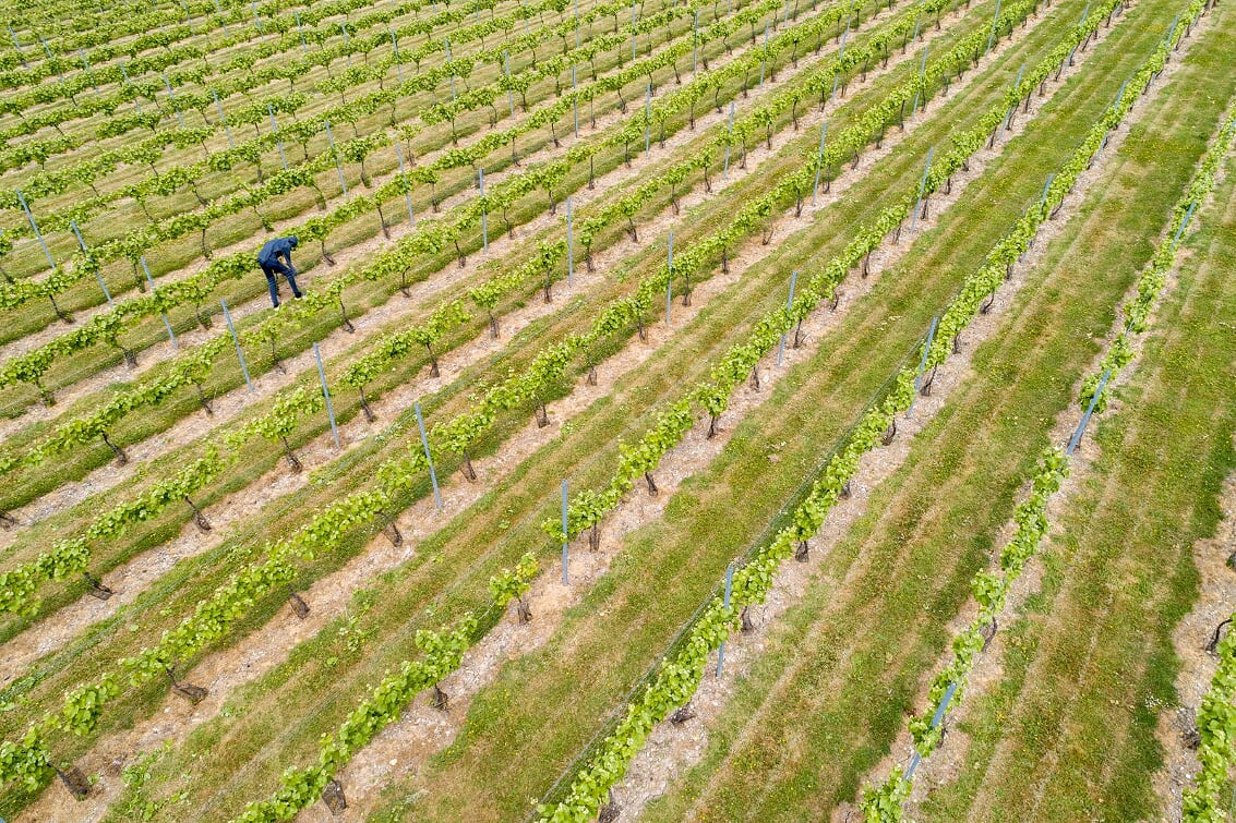 Brabourne Vineyards (Jan2021)Alan Duncan Photography