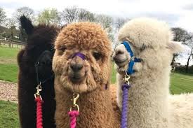 Woodland View Alpacas