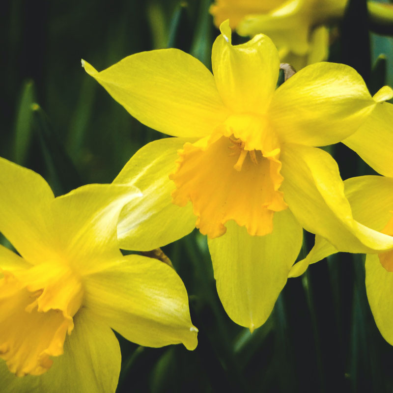 Franciscan Gardens 800X800