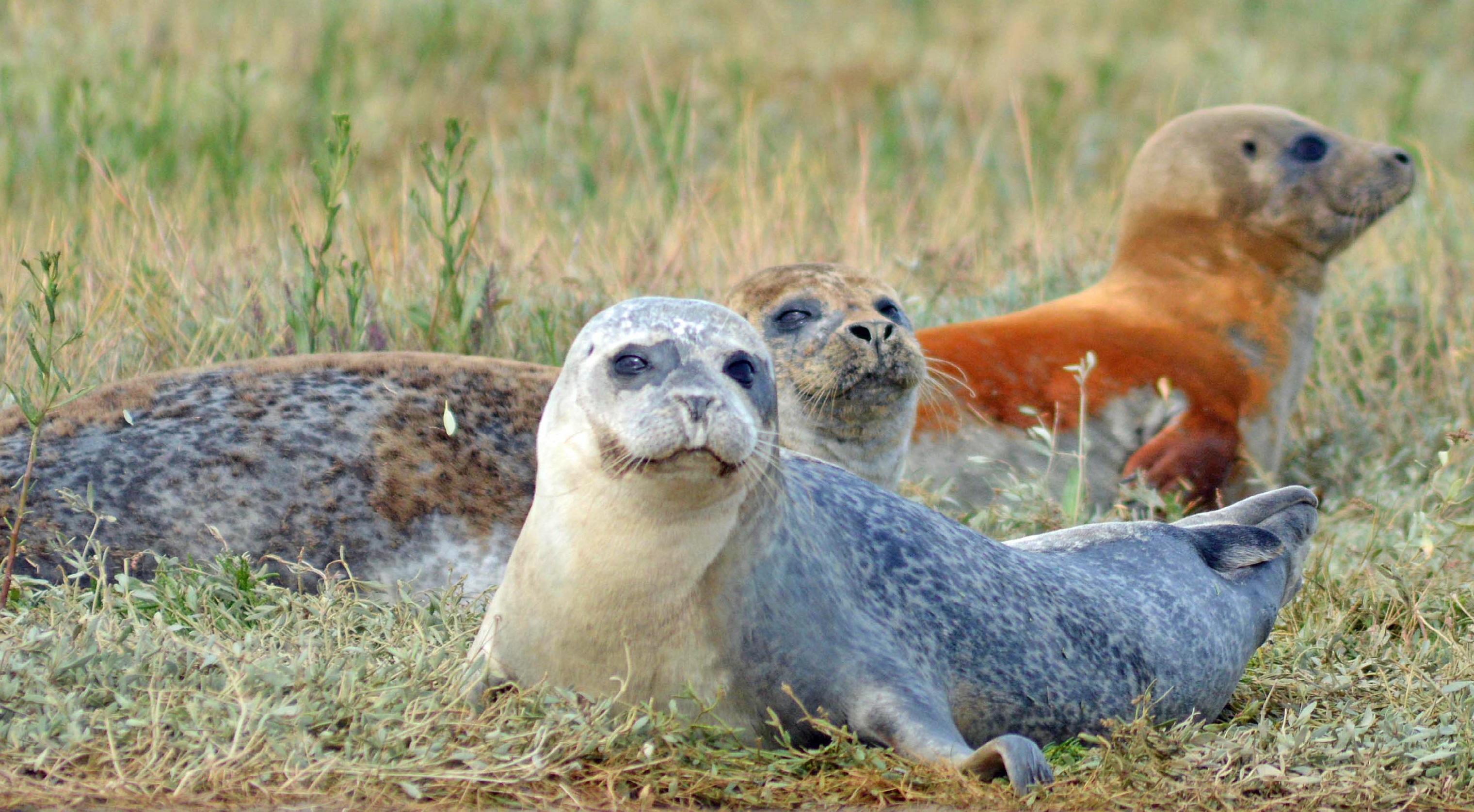 4 Seal Spotting At Sandwich