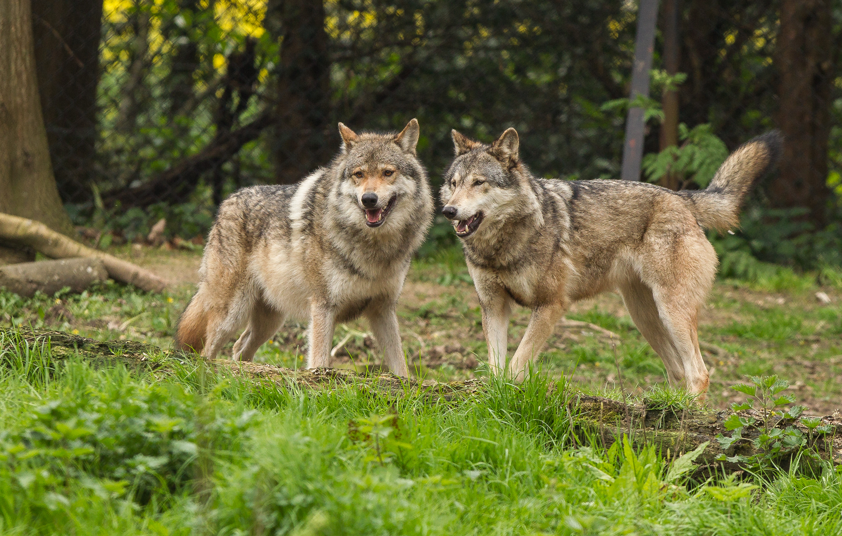 HOWLETTS WILD ANIMAL PARK 3