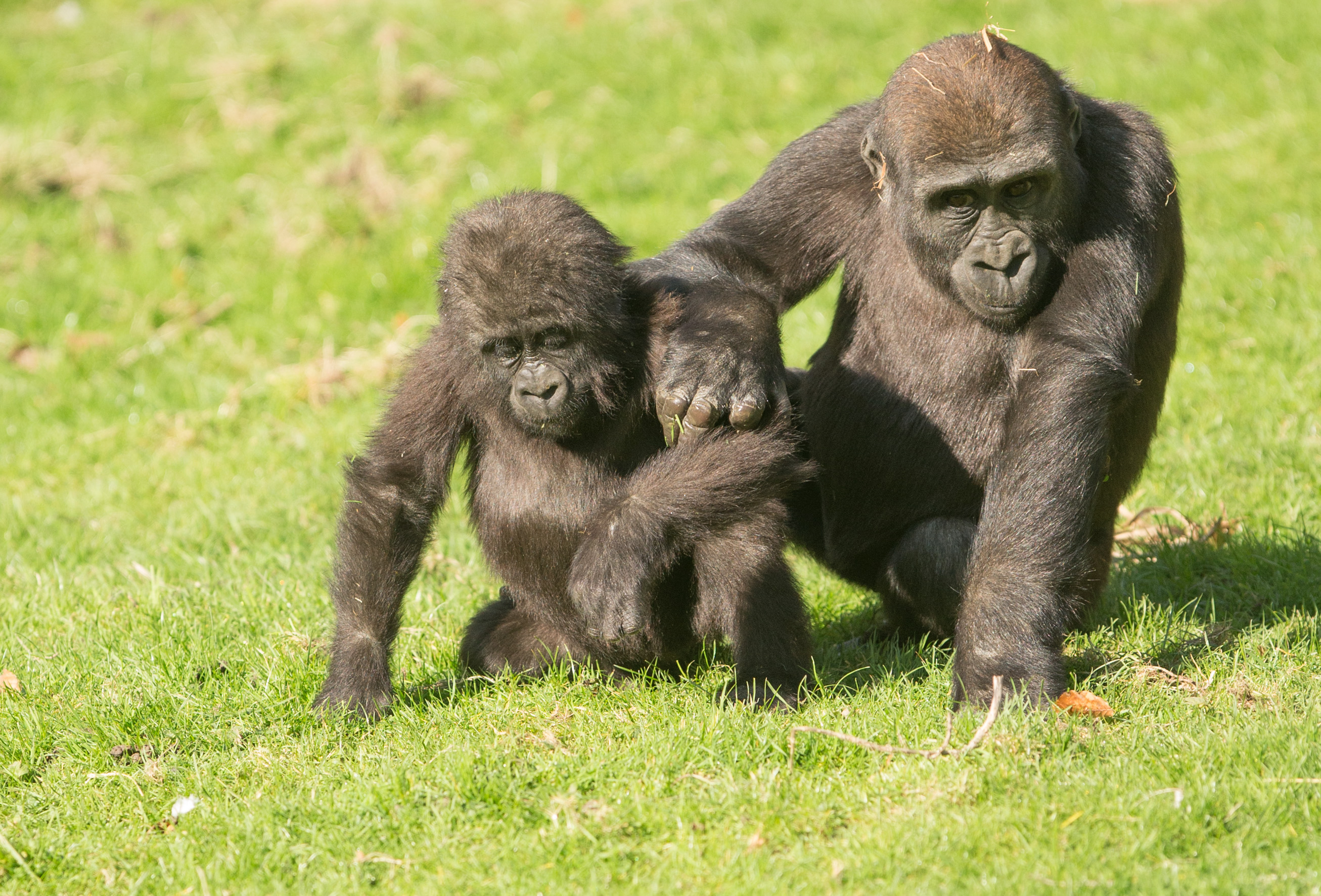 PORT LYMPNE RESERVE 2
