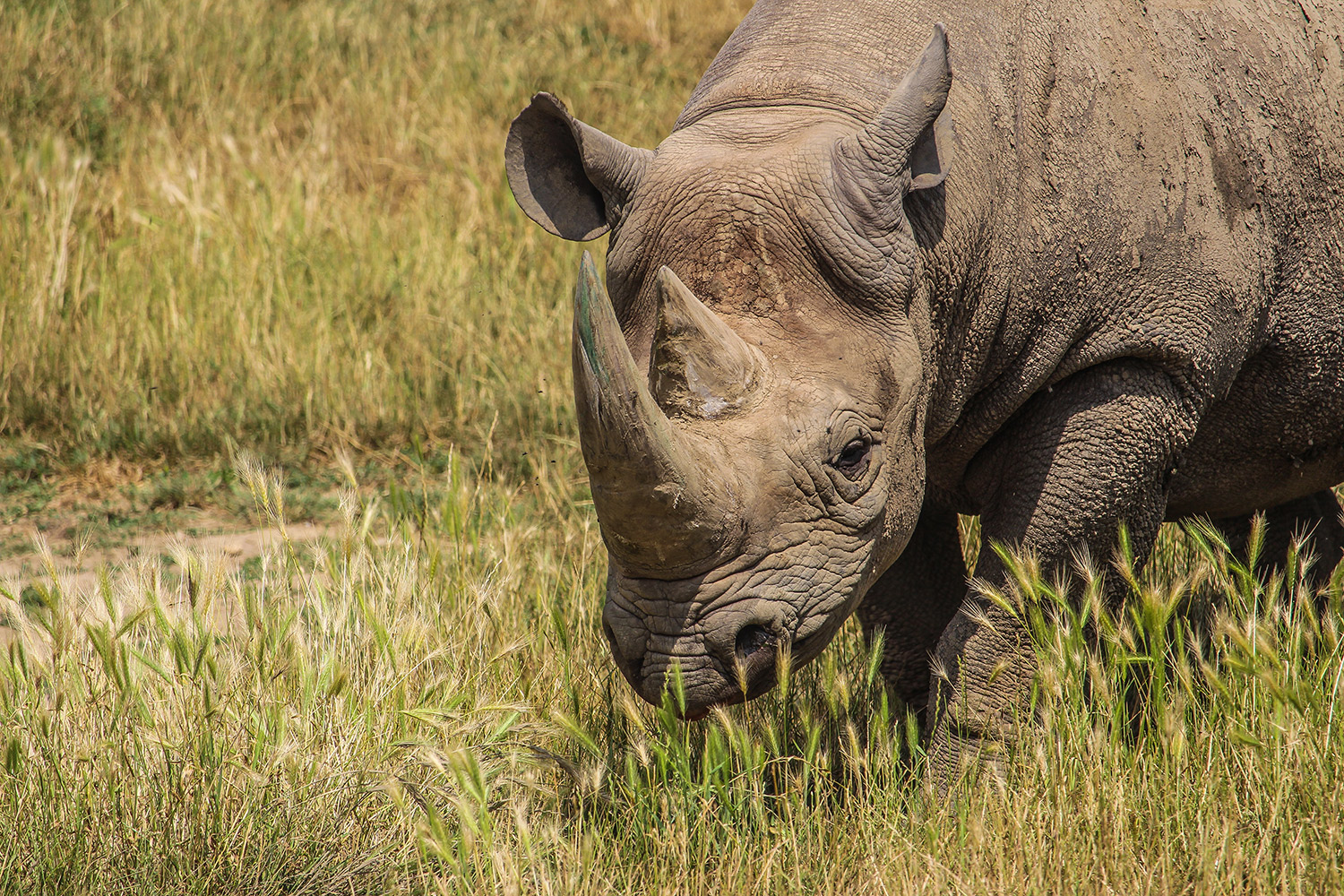 HOWLETTS WILD ANIMAL PARK 4 SMALL