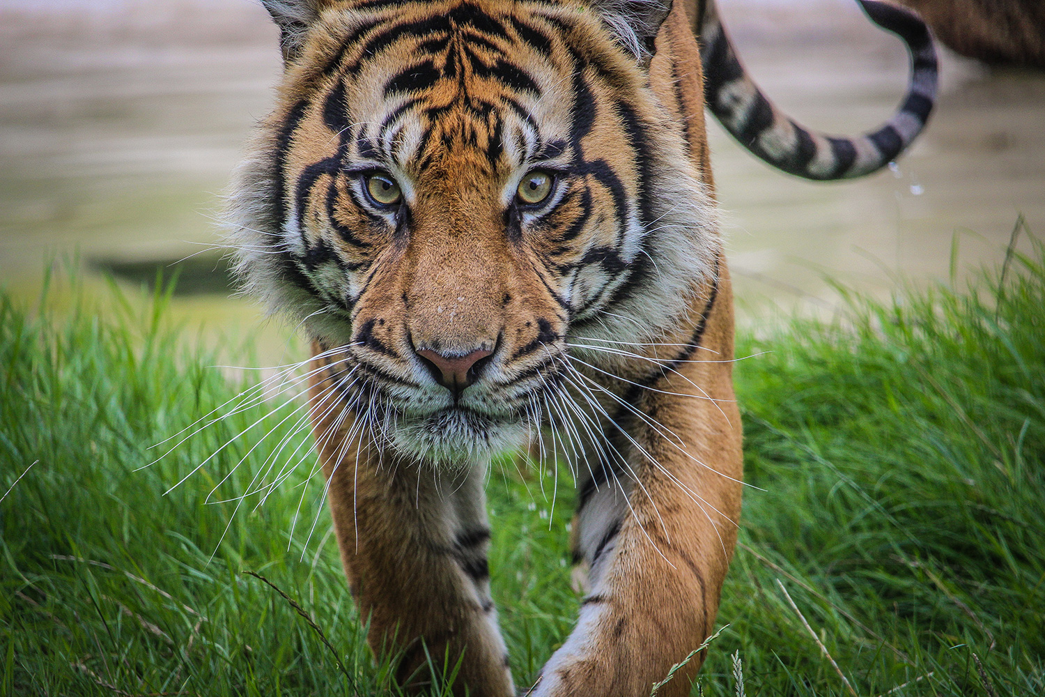 HOWLETTS WILD ANIMAL PARK HEADER IMAGE SMALL