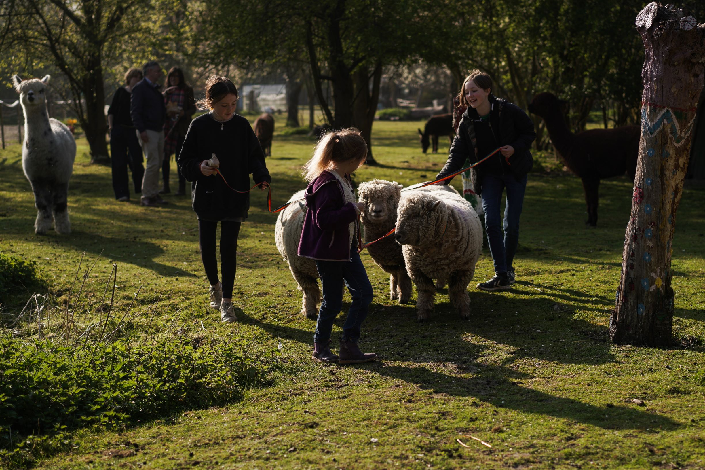 Family Sheep Walk1)