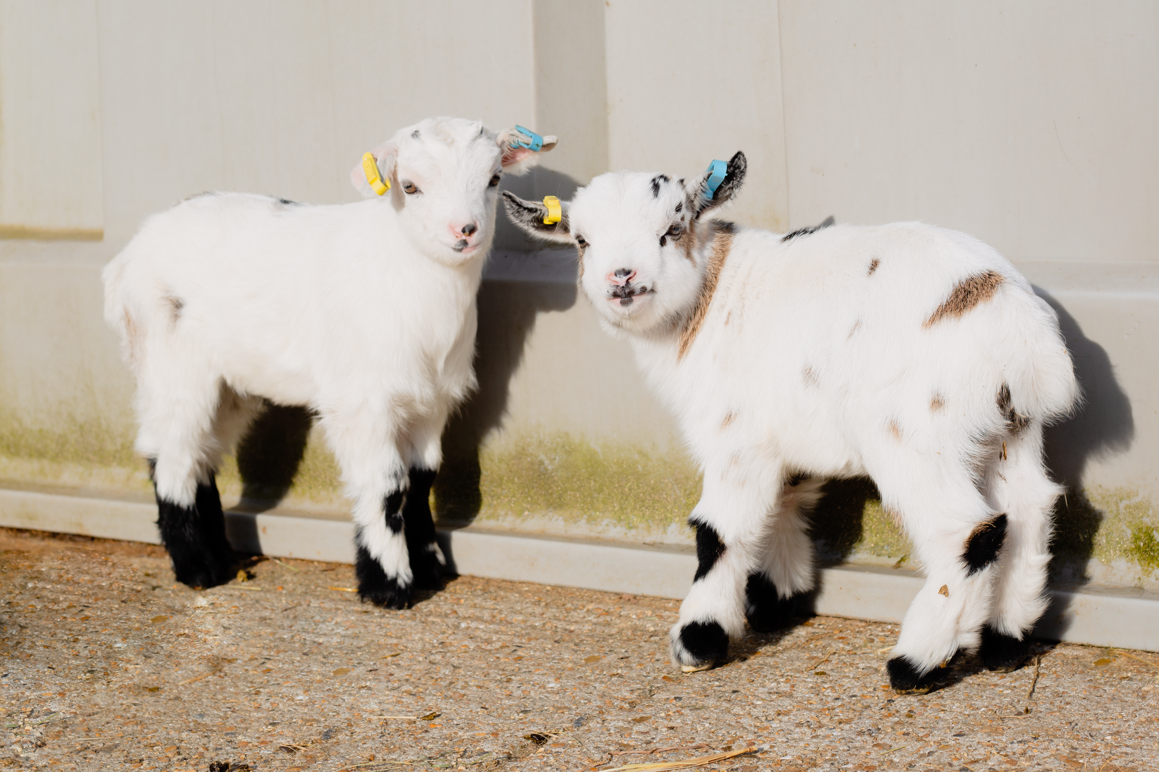 Rare Breeds (Sept2021)