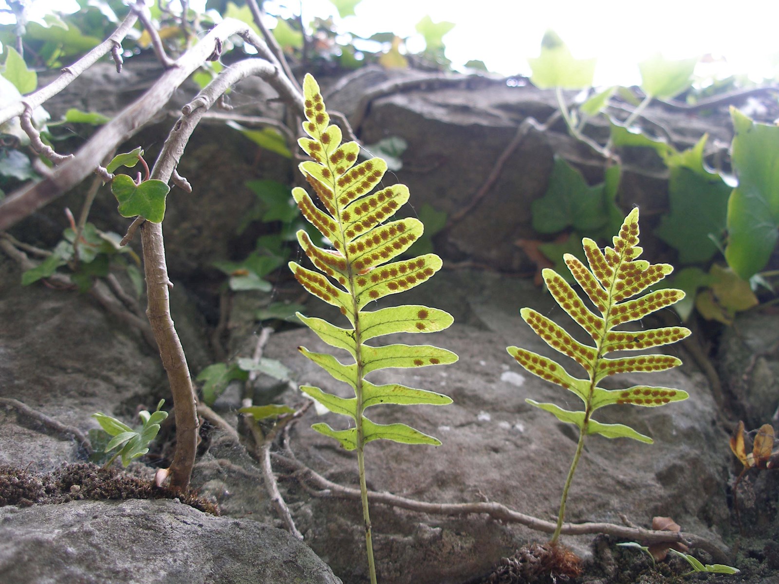 d963f80a-5cce-4e43-b37a-d54407d1f4fb-fern. intermedidate polypody. Polypodium interjectum. Boughton Monchelsea (Anne Waite. 13 May 06).jpg